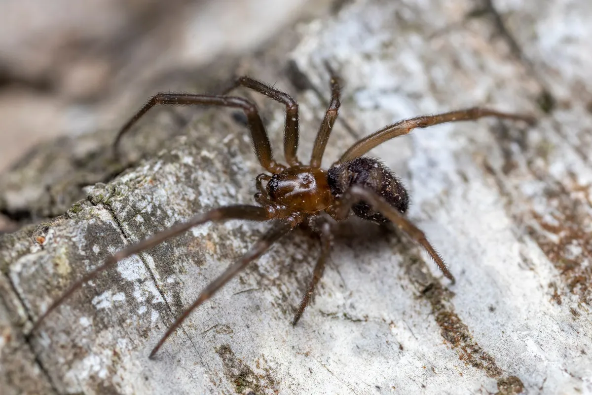 Araignées dans la maison à l'automne : pourquoi on en voit plus et que faire