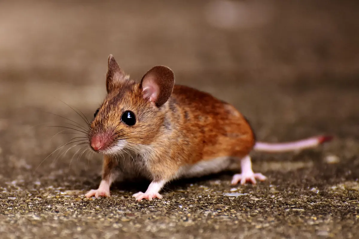 Souris à l'automne : comment les empêcher d'entrer avant l'hiver